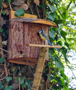 Mésange bleue1